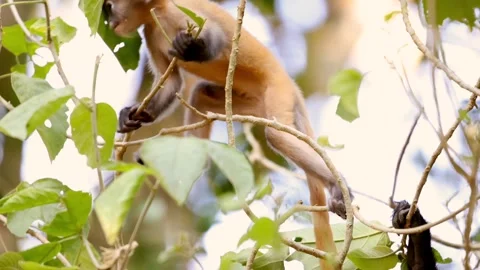 Cute baby monkey climbing tree in lush green forest jungle environment Stock Footage 303817786