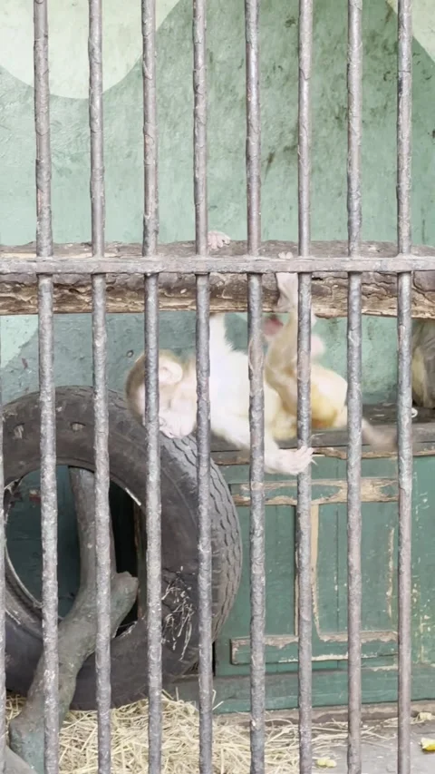 Cute baby monkey climbs down cage at zoo Vidéo 232623156