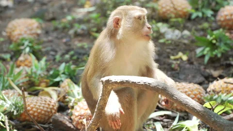 Cute baby monkey eating tree forest. Stock Footage 214254091