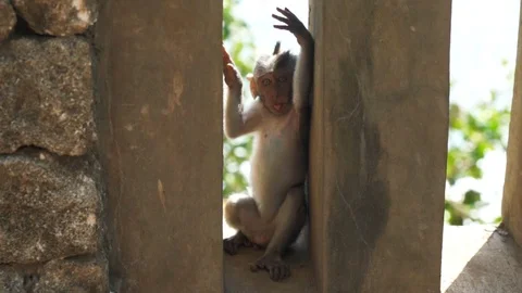 Cute Baby Monkey Hiding In Between Two Pillars Of A Fence Stock Footage 100588432