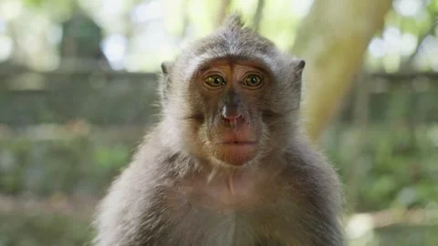 Cute baby monkey looking at camera confused, monkey in the wild, sad monkey Stock Footage 262707929