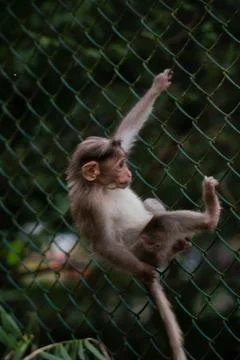 Cute baby monkey Stock Photos
