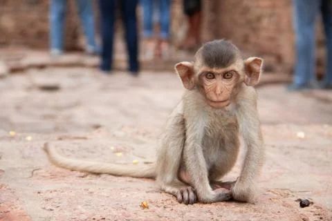 Cute baby monkey playing on the side of the road. Macaque portrait. Monkey life Stock Photos
