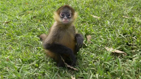 Cute Baby Monkey Plays in Yard in Costa Rica Stock Footage 87665356