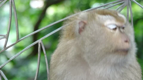Cute Baby Monkey portrait  In Nation Park. Stock Footage 156815053