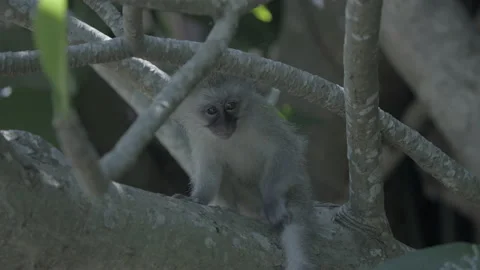 A cute baby monkey sitting in a tree. Video stock 170810433