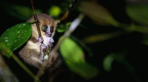 A Cute Baby Mouse Lemur In Madagascar W Stock Video Pond5