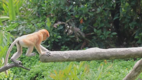 Cute baby Proboscis Monkey Stock Footage 124449929