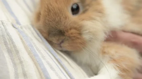 Cute baby rabbit Stock Video Pond5