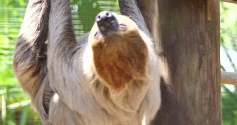 Cute Baby Sloth Hanging in the Wild with Mother moving fast Stock Footage 242566516