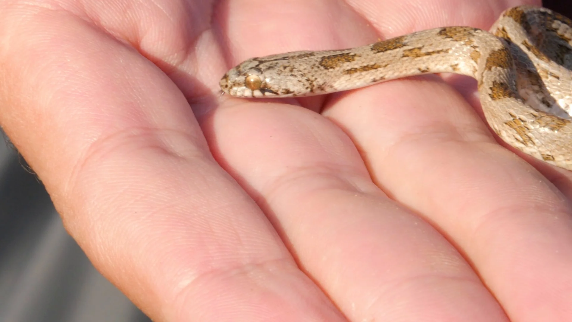 cute baby corn snake