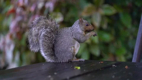 Cute baby squirrel eating nuts outside  Stock Footage 334433505
