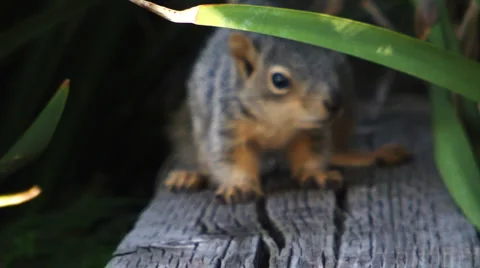 Cute baby squirrel v2 Stock-Footage 2496203