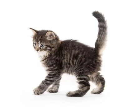 Cute baby tabby kitten on white 스톡 사진