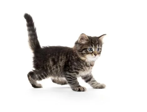 Cute baby tabby kitten on white 스톡 사진