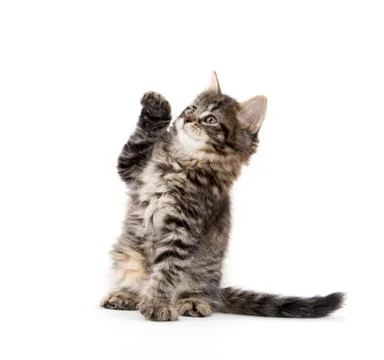 Cute baby tabby kitten on white Stock-Fotos