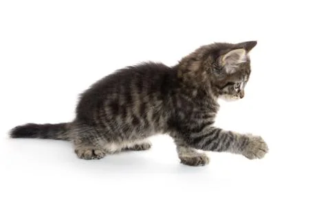 Cute baby tabby kitten on white Fotos de archivo