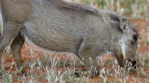 Cute Baby warthog feeding while on its knees in Mokala National Park in South Af Stock Footage 64336915