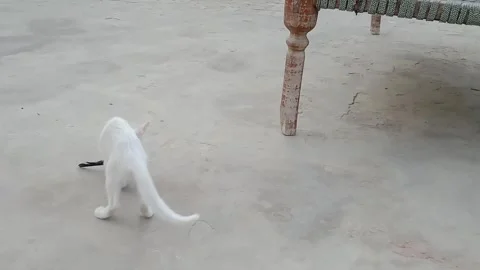 Cute Back View of a Small Kitten in Daylight 動画素材 347248727