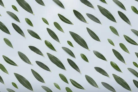 Cute background texture and pattern of olive leaves Stock Photos