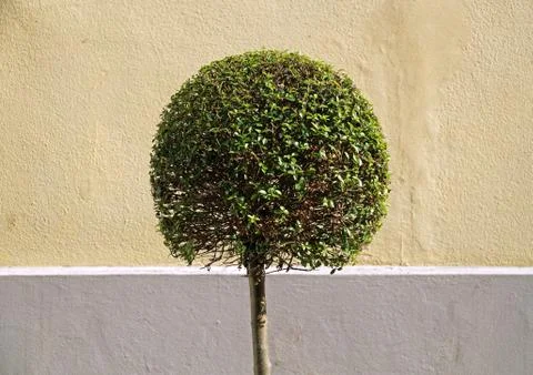 Cute ball shaped tree isolated on wall background Stock Photos