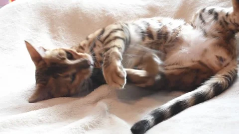 Cute bangal cat lying down on white blanket and washing itself , relaxed kitten. Stock Footage 244922675