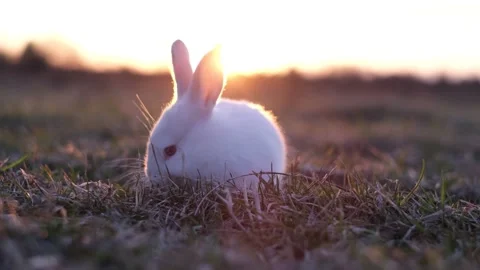 Cute banny sits in the sunlight and eats young grass. Vídeos de archivo 222458554