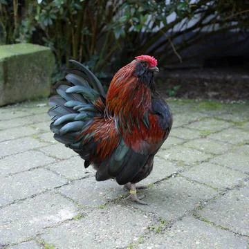 A cute bantam rooster Stock Photos