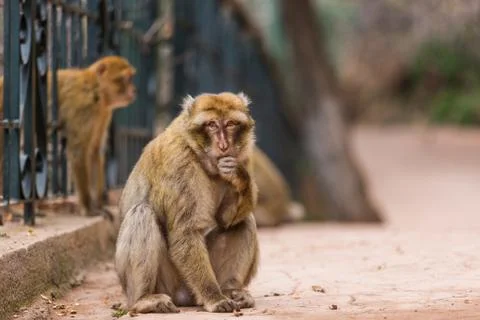Cute Barbary macaque Stock Photos