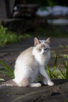 A cute barn cat sunbathing in the yard in the morning. Foto stock