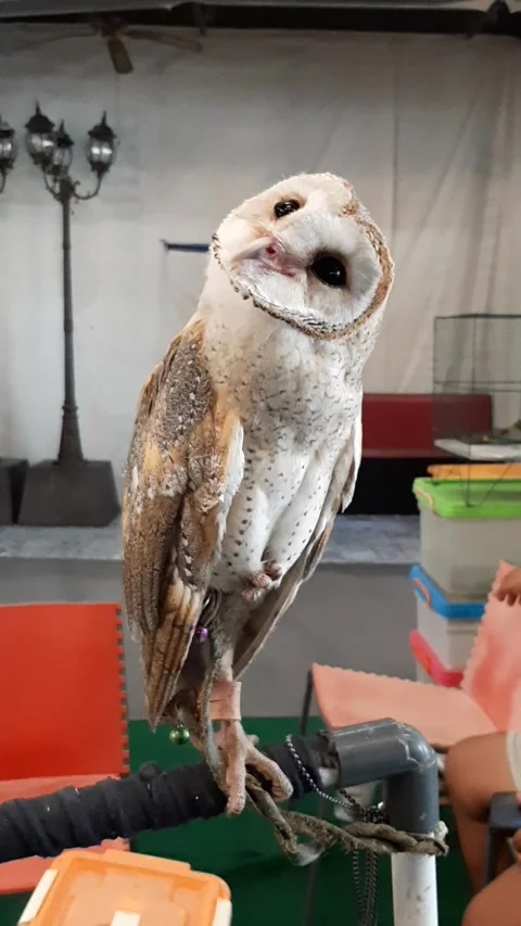 Cute Barn Owl Stock Footage 246798627