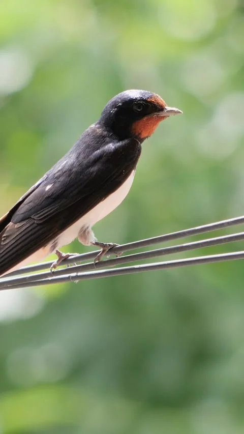 Cute barn swallow perching on electrical cables in summer, vertical video fo Stock Footage 340598024