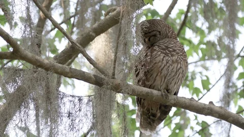 Cute barred owl preening on a tree branch in Mead Gardens in Orlando Florida Stock Footage 127867516