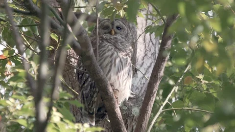 Cute barred owl on a tree branch making calls in Mead Gardens in Orlando Florida Stock Footage 127868564