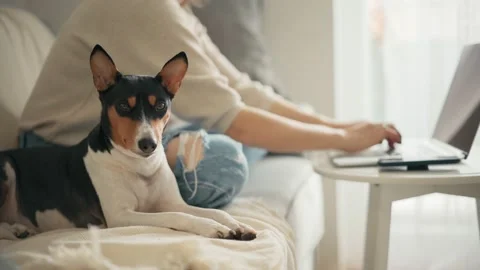 A cute basenji dog is lying on a couch, while its owner is working on a laptop Stock Footage 147176475
