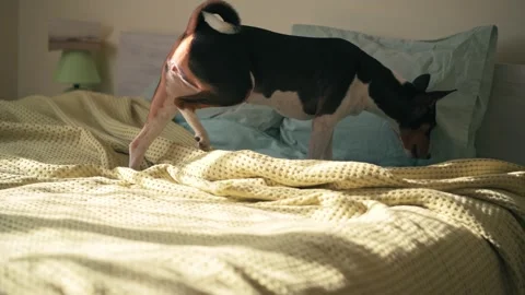 A cute basenji dog walks on the bed in the bedroom Stock Footage 146830376