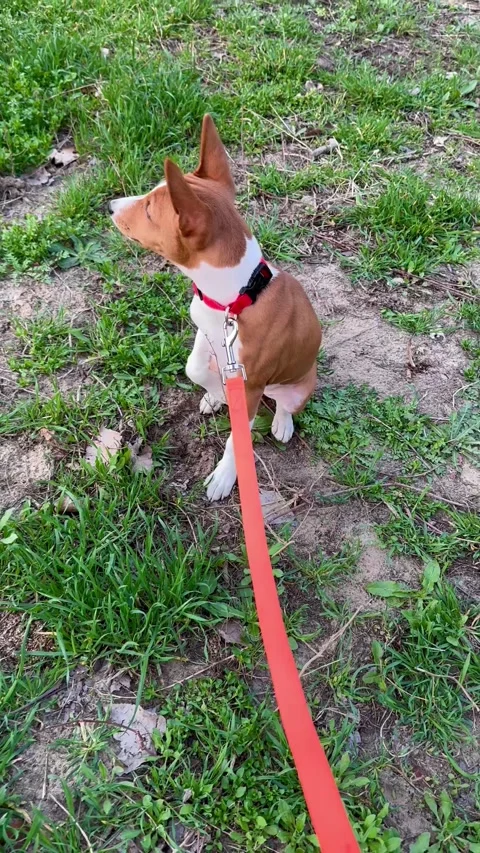 Cute basenji puppy Stock Footage 273043237