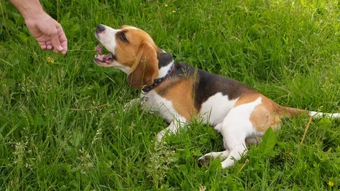 Cute beagle dog chewing grass and flower Stock Footage 92618021