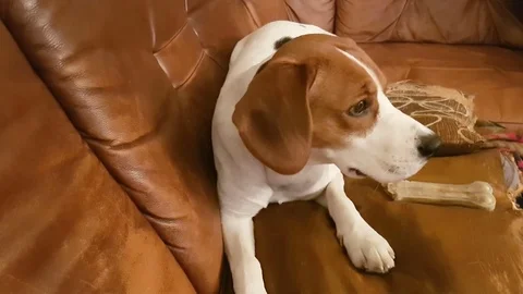 Cute Beagle dog on the couch Stock-Footage 82336111