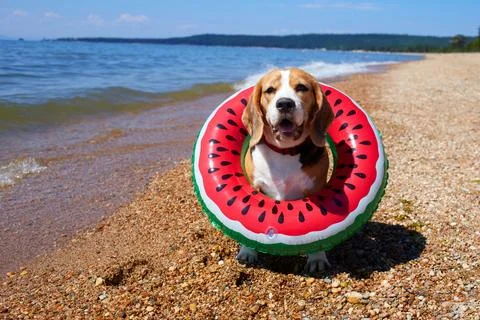 Cute beagle dog on a floating ring sits on the beach near the seashore on a.. Stock Photos