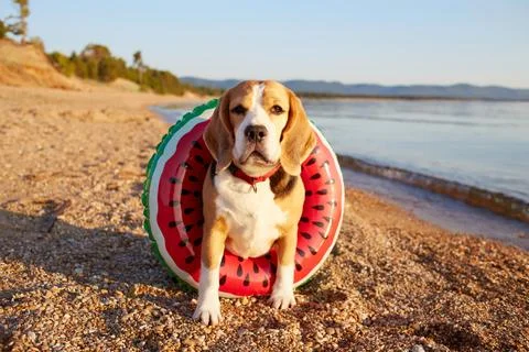 Cute beagle dog on a floating ring sits on the beach near the seashore on a.. Foto stock