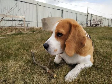 Cute beagle dog on grass Stock Photos