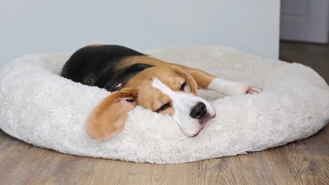 Cute beagle dog is lying on a fluffy dog bed Stock Footage 308652305