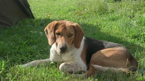 Cute beagle dog lying on green grass. Lost hunting dog with sad eyes Stock Footage 201781912