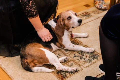 Cute Beagle dog lying on a patterned carpet and looking up while a woman's hand Stock Photos