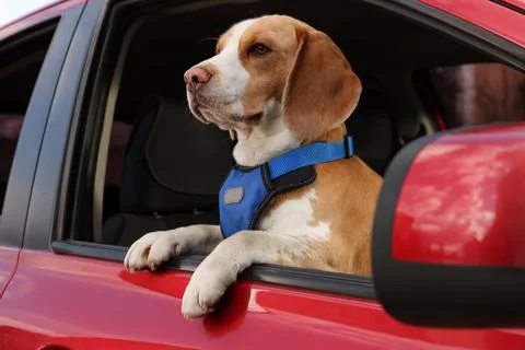 Cute Beagle dog peeking out car window Stock Photos