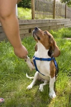 Cute Beagle Dog Stock Photos