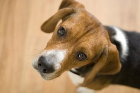 Cute Beagle Dog Stock Photos