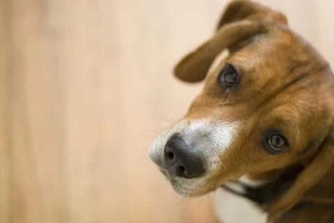 Cute Beagle Dog Stock Photos