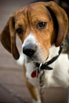 Cute Beagle Dog Stock Photos